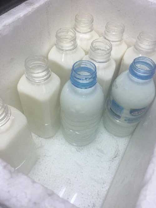 Đổ sữa vào các chai và đợi lên men