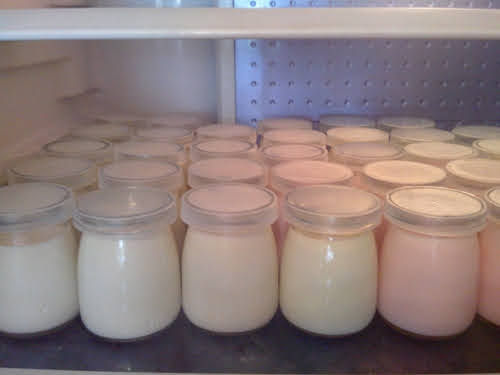 cách làm yaourt bằng sữa tươi có đường