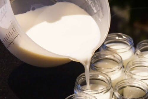 cách làm sữa chua từ sữa tươi thanh trùng
